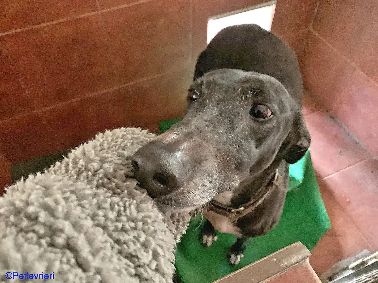 Sid adozione levrieri galgo 03