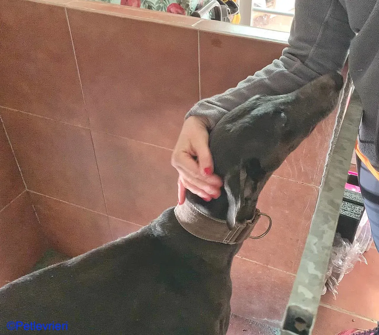 Sid adozione levrieri galgo 04