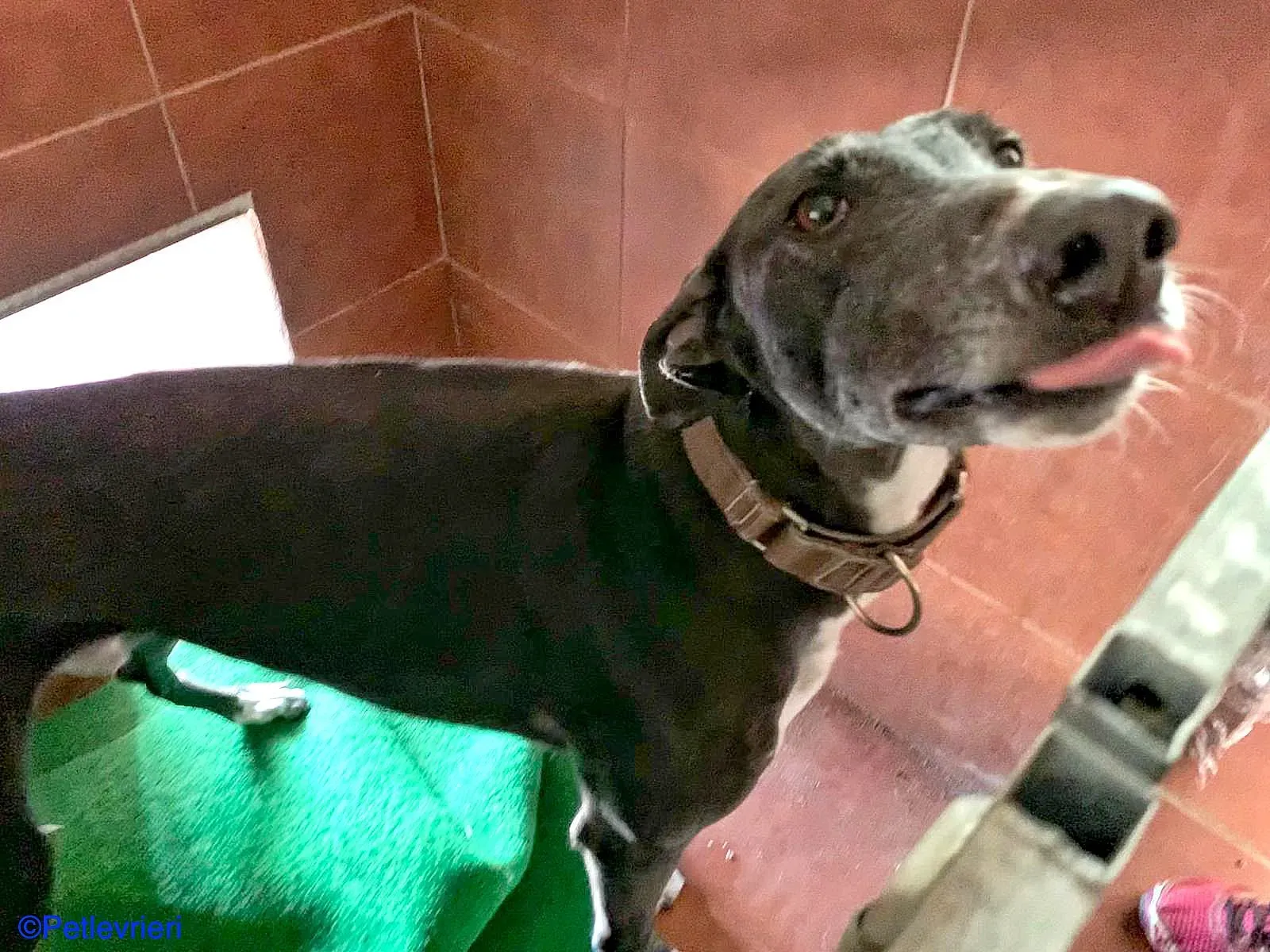 Sid adozione levrieri galgo 05