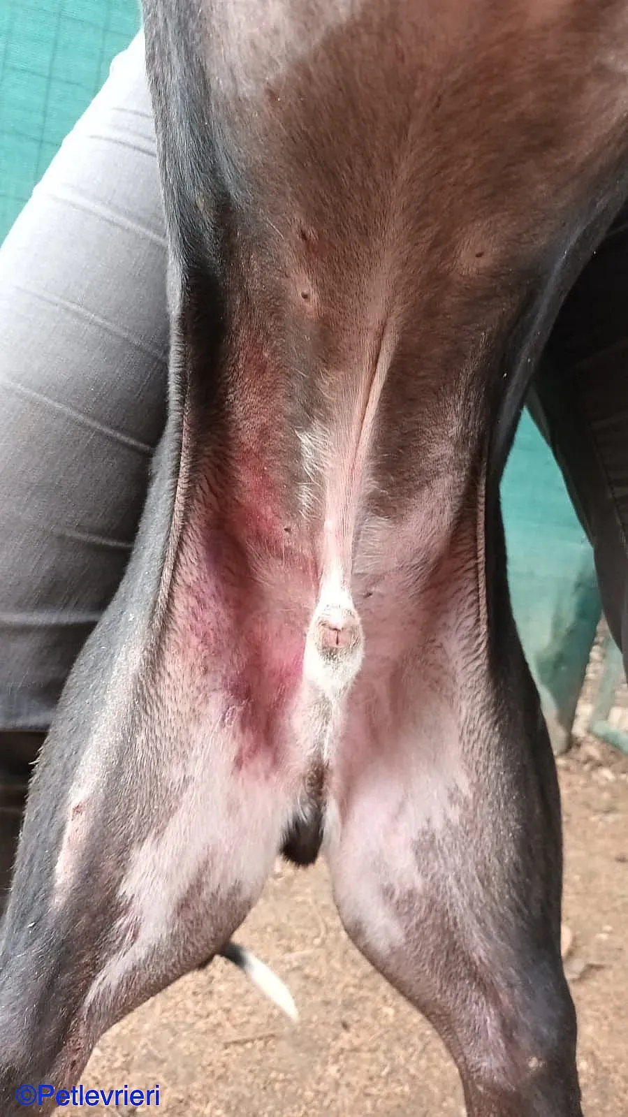 Sid adozione levrieri galgo 06