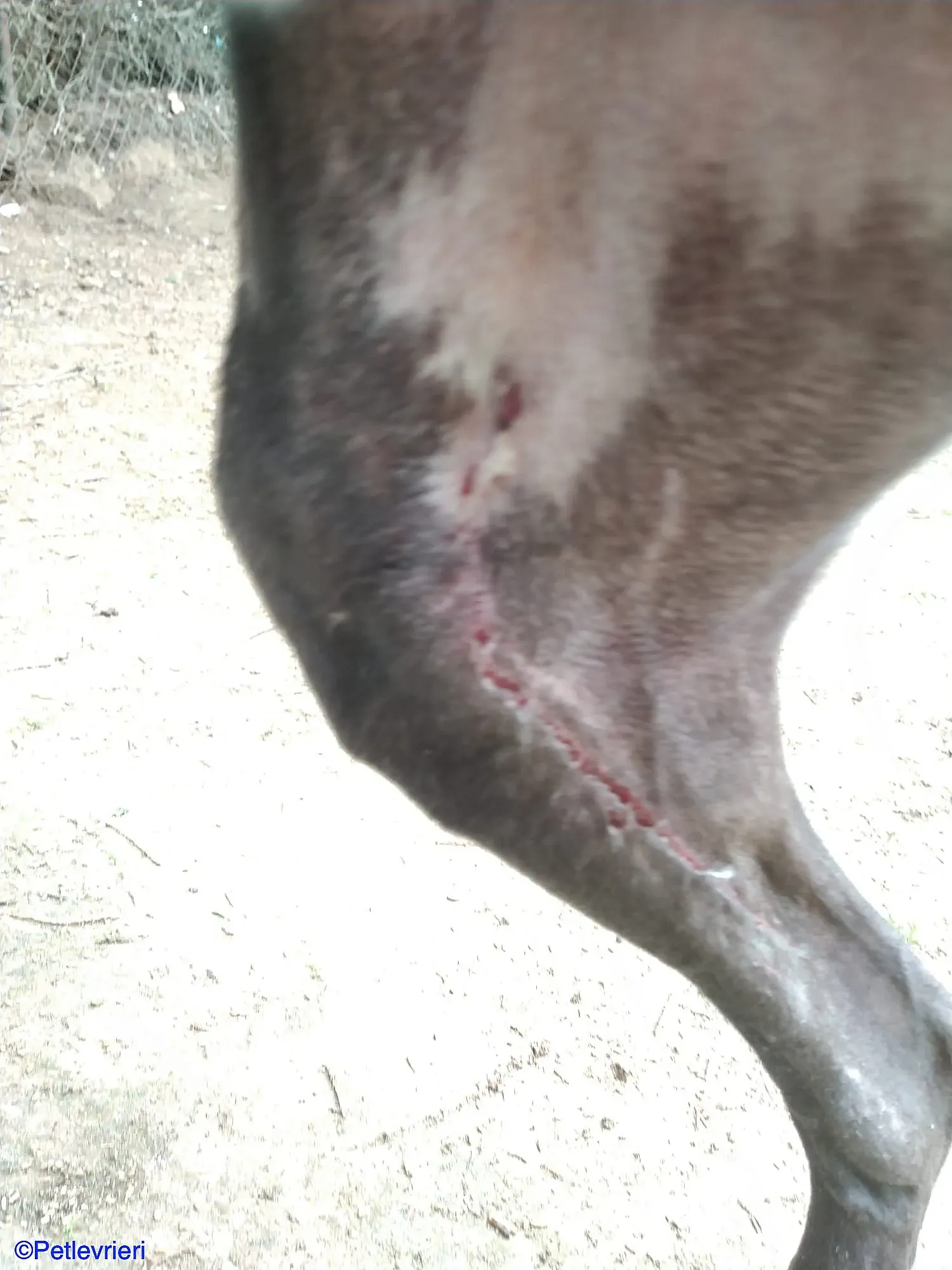 Sid adozione levrieri galgo 07