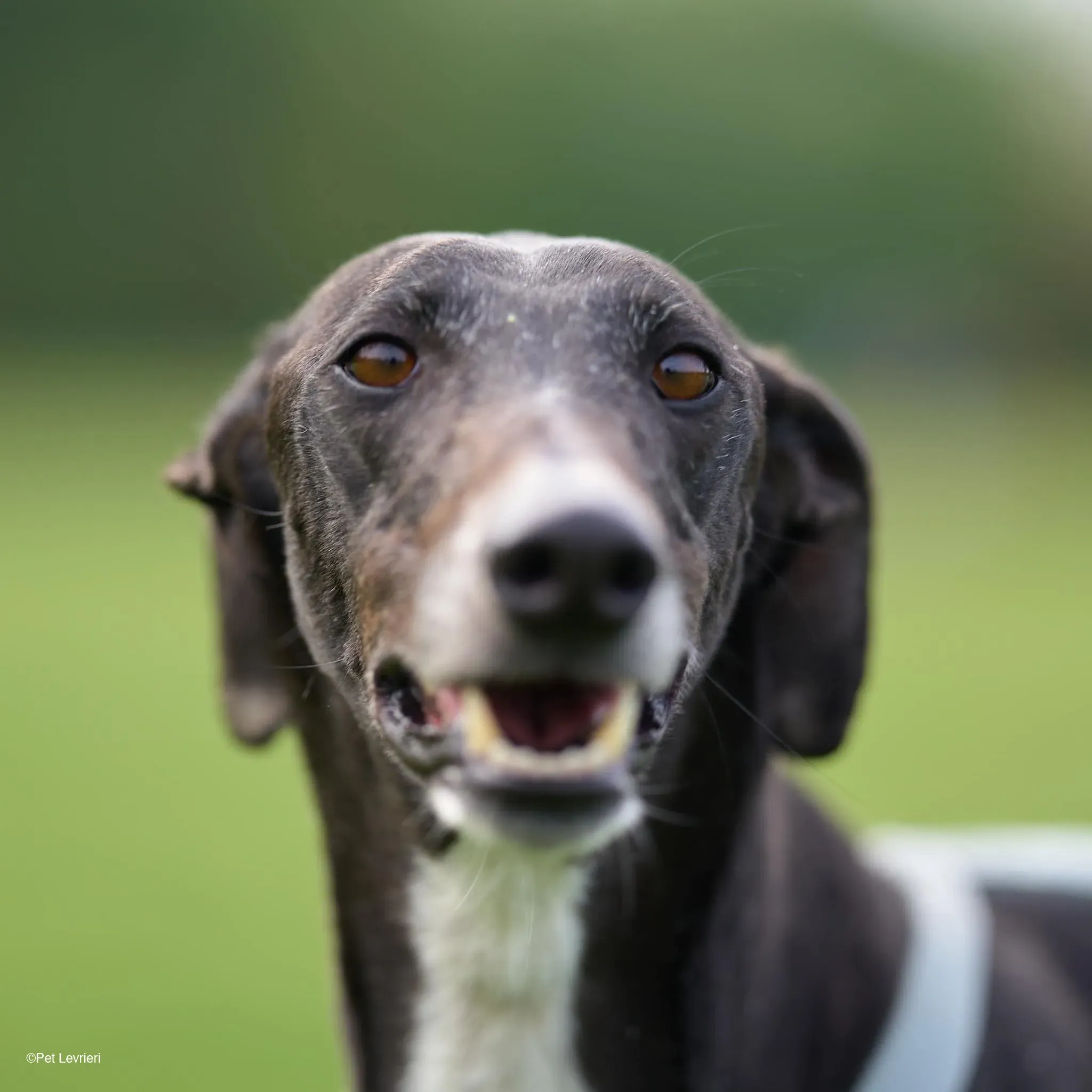 Sid adozione levrierigalgo foster arrivo blackdog 1