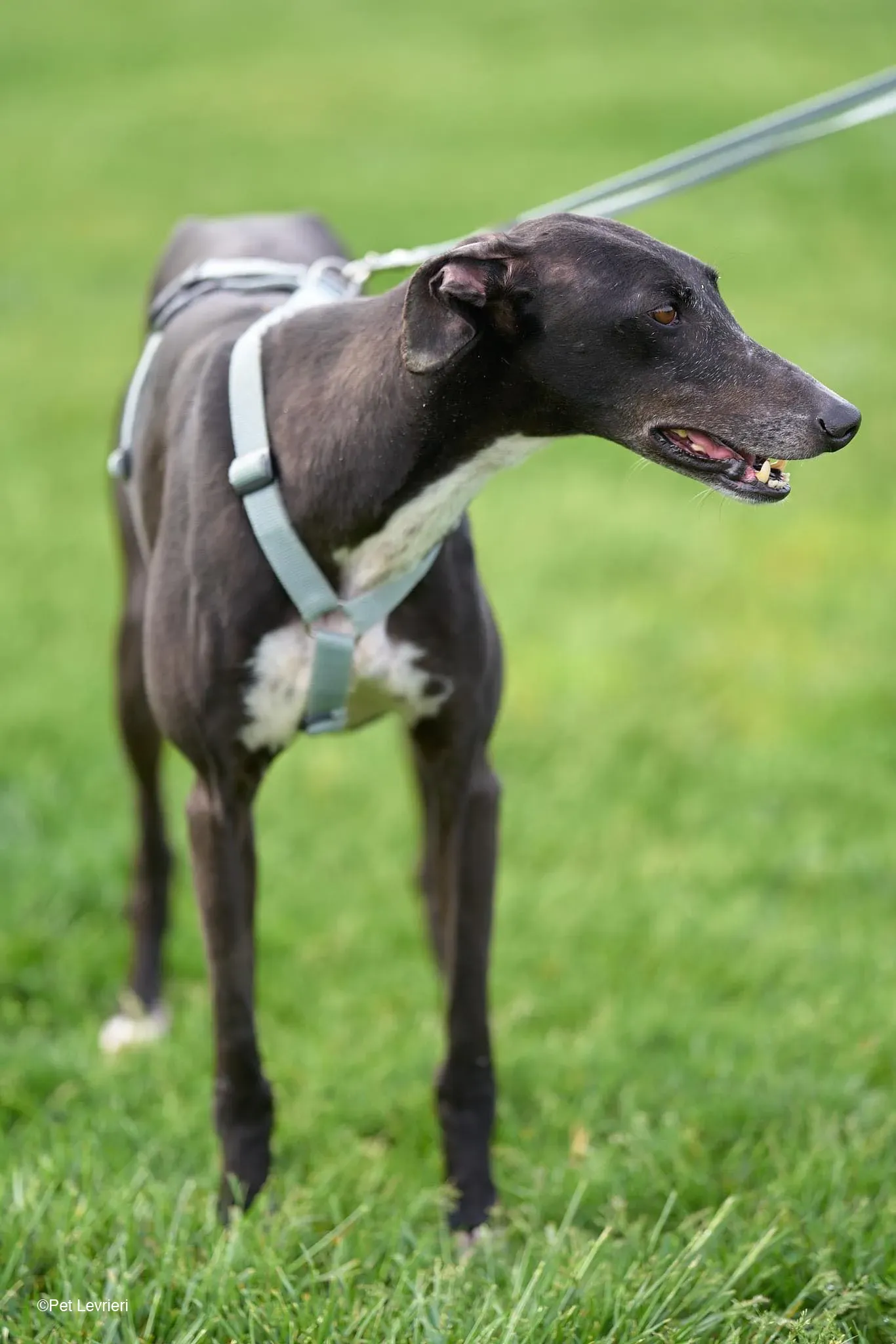 Sid adozione levrierigalgo foster arrivo blackdog 2