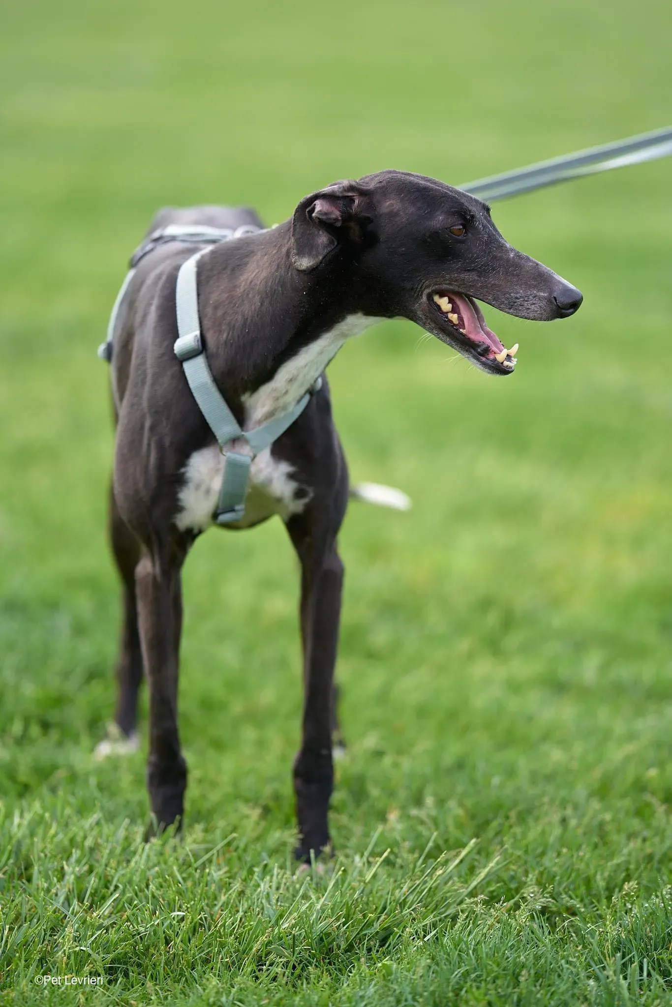 Sid adozione levrierigalgo foster arrivo blackdog 3