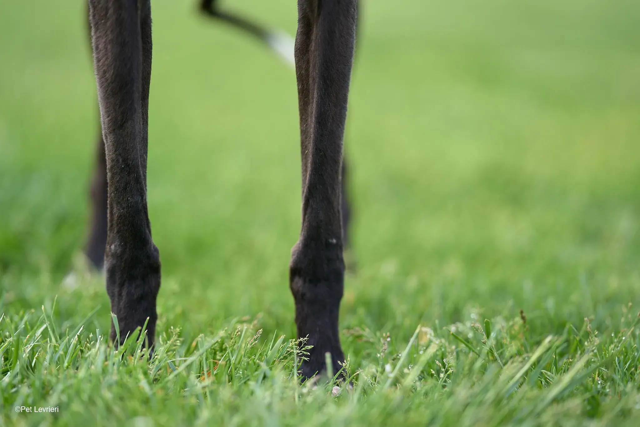 Sid adozione levrierigalgo foster arrivo blackdog 4