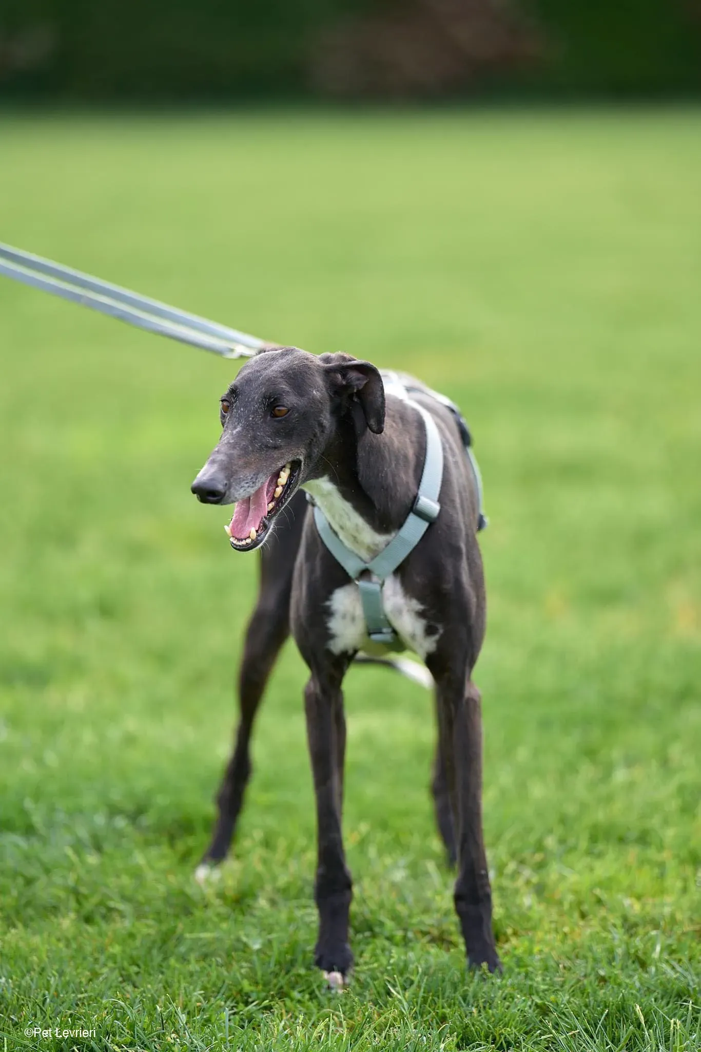 Sid adozione levrierigalgo foster arrivo blackdog 6