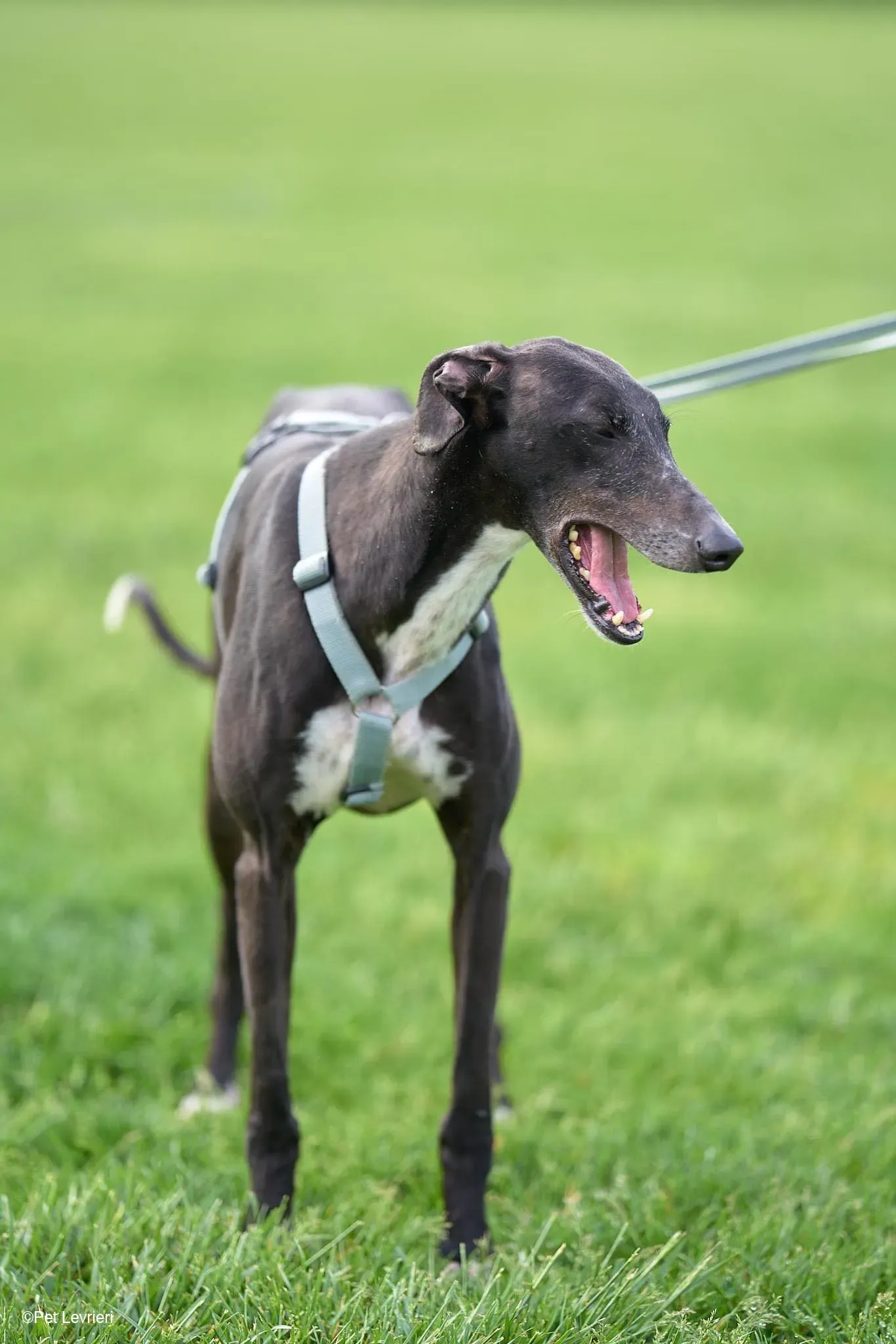 Sid adozione levrierigalgo foster arrivo blackdog 7