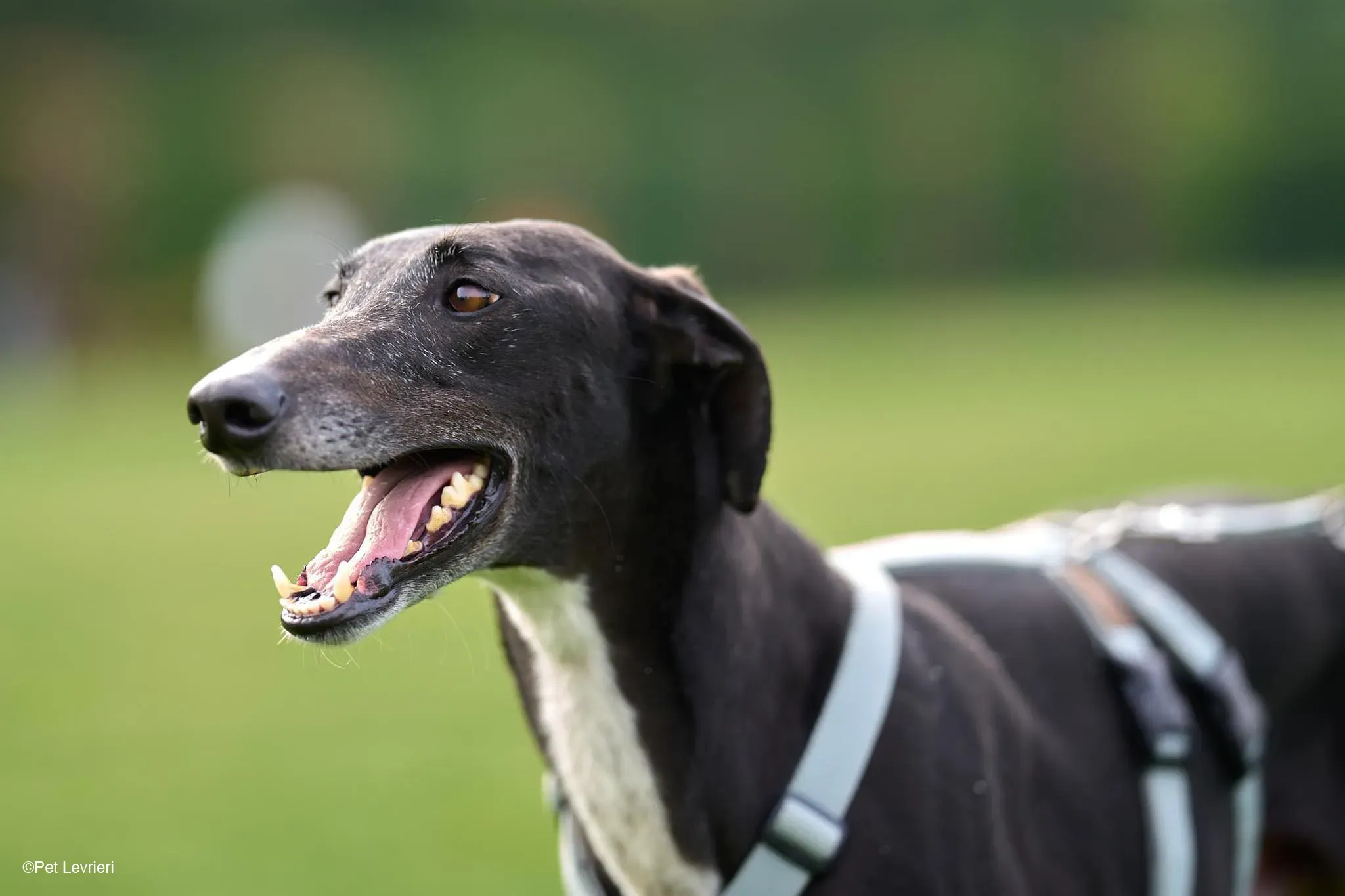 Sid adozione levrierigalgo foster arrivo blackdog 8