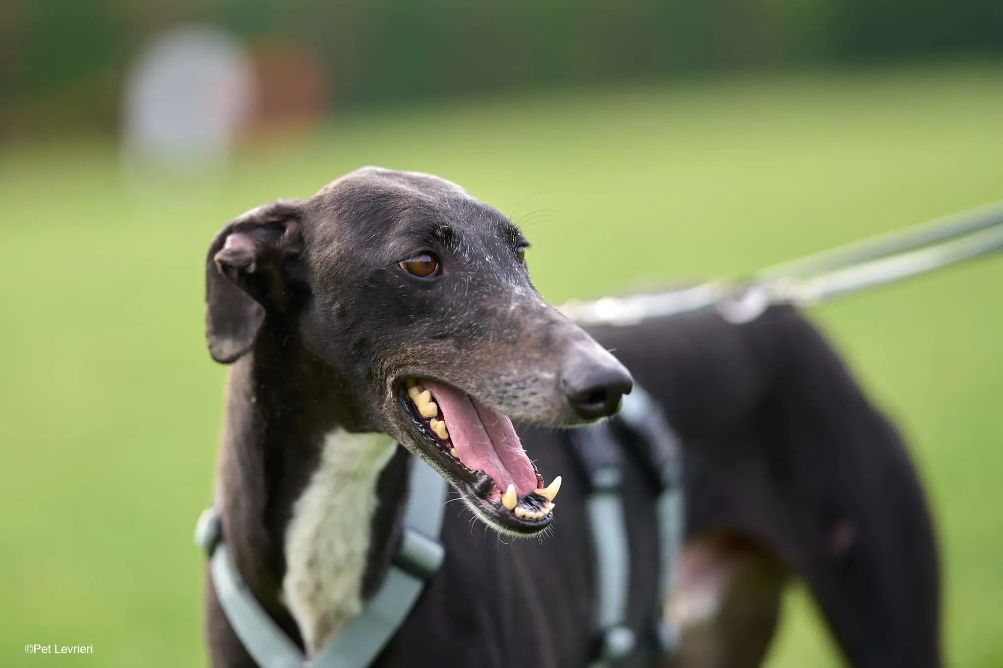 Sid adozione levrierigalgo foster arrivo blackdog 9