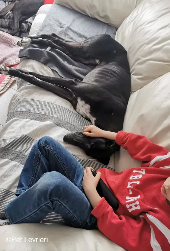 Sid adozione levrierigalgo fosterfosterhome 1