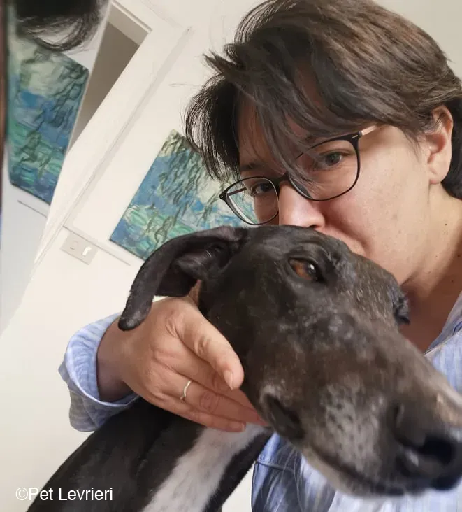 Sid adozione levrierigalgo fosterfosterhome 2