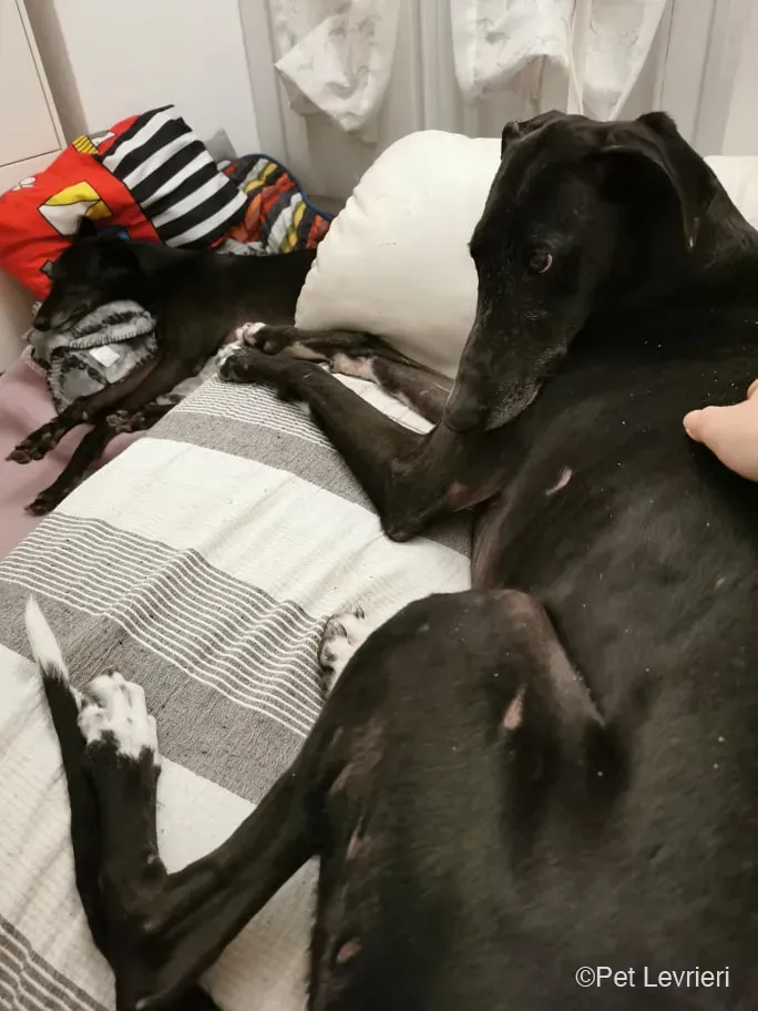 Sid adozione levrierigalgo fosterfosterhome 3