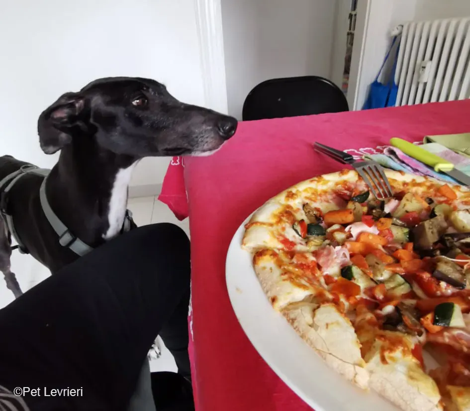 Sid adozione levrierigalgo fosterfosterhome 4