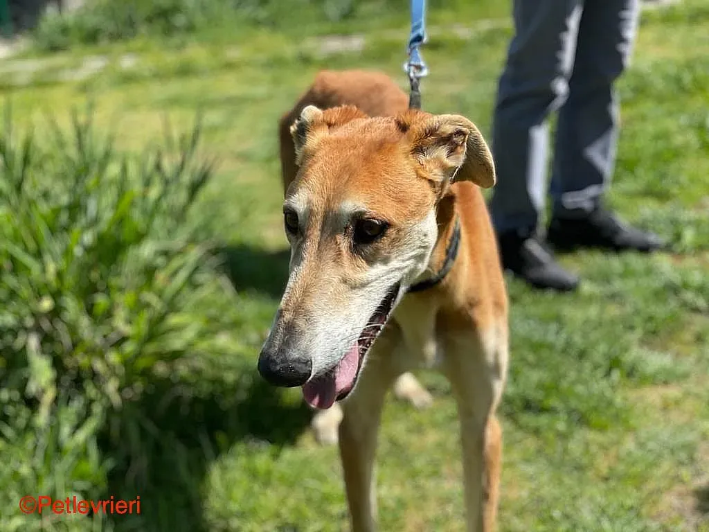 Sigurd chip8190 adozione levrieri galgo 01