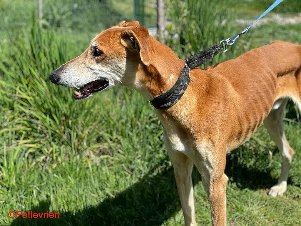 Sigurd chip8190 adozione levrieri galgo 010