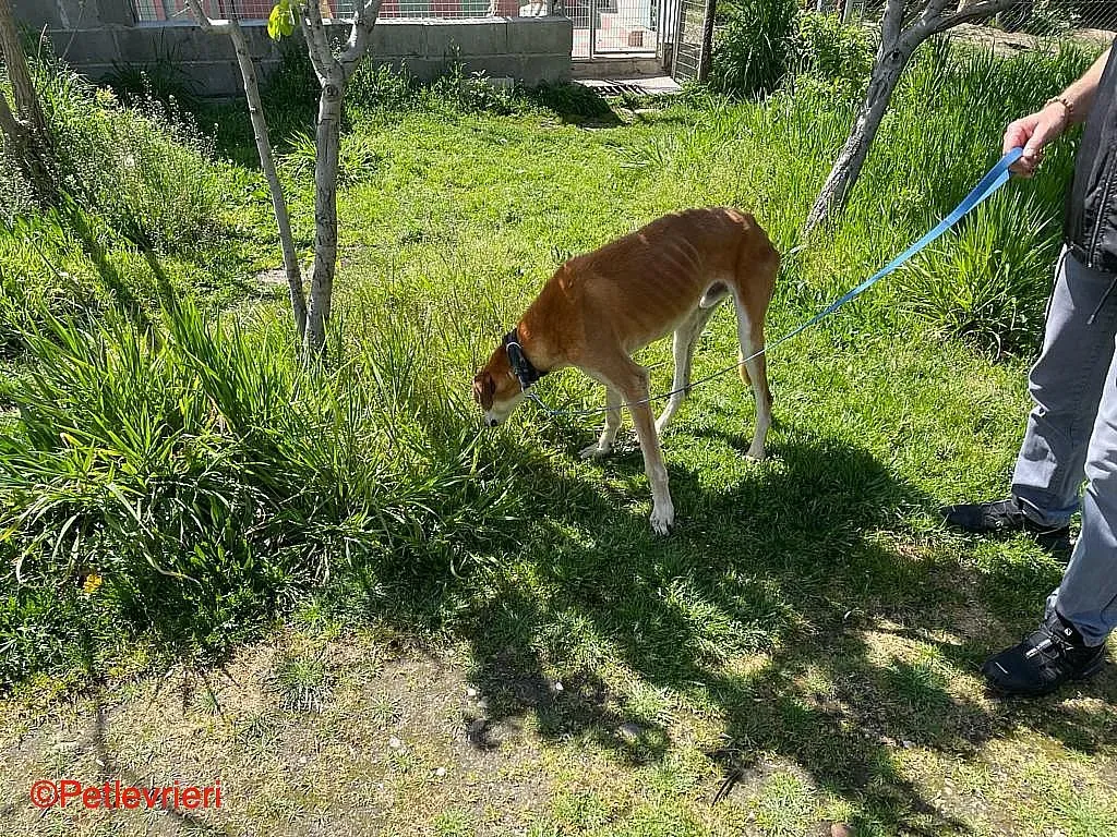 Sigurd chip8190 adozione levrieri galgo 011