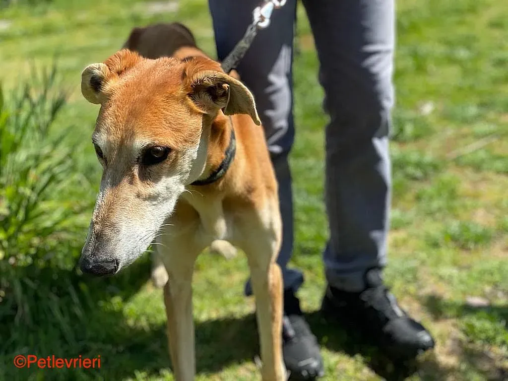 Sigurd chip8190 adozione levrieri galgo 012