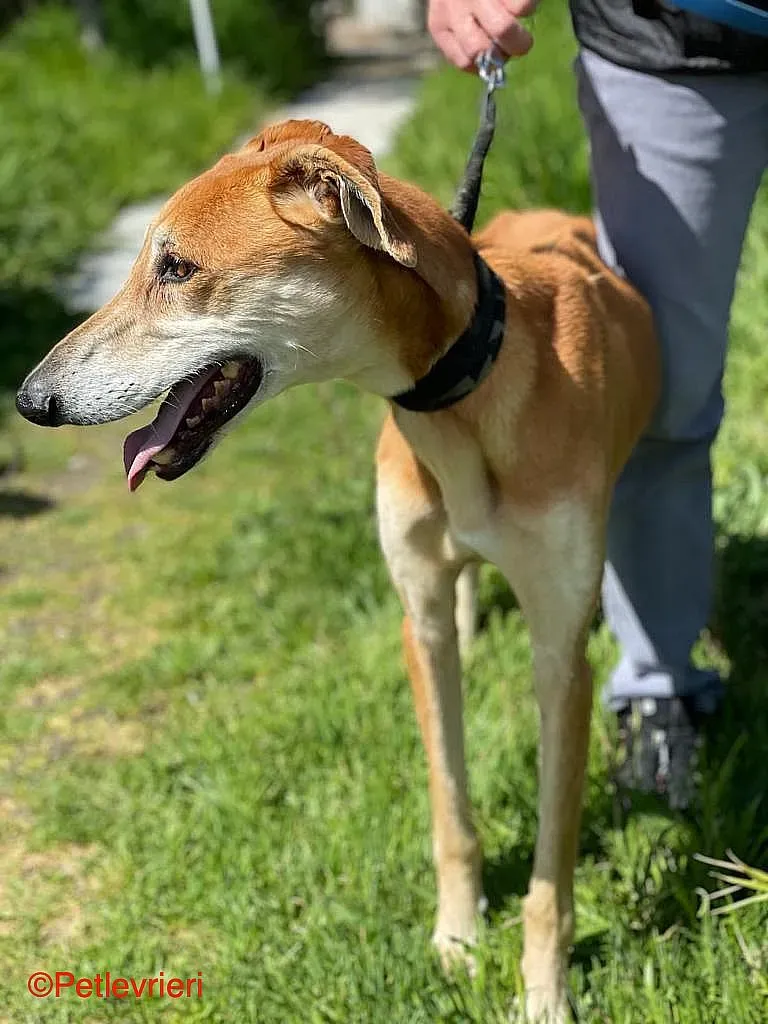 Sigurd chip8190 adozione levrieri galgo 013