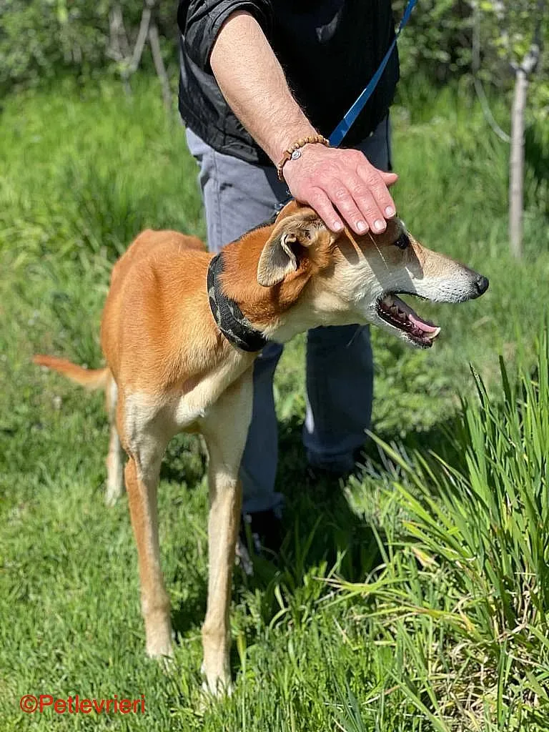 Sigurd chip8190 adozione levrieri galgo 014