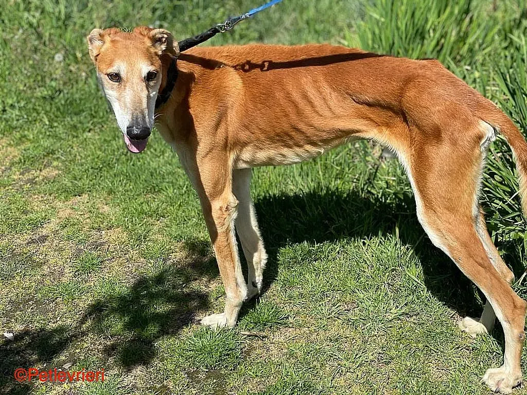 Sigurd chip8190 adozione levrieri galgo 016