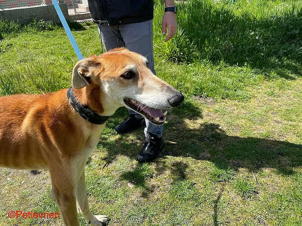 Sigurd chip8190 adozione levrieri galgo 017