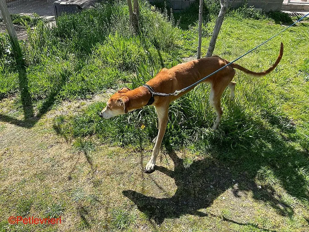 Sigurd chip8190 adozione levrieri galgo 018