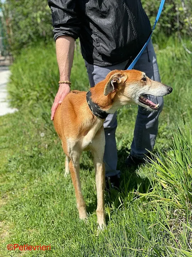 Sigurd chip8190 adozione levrieri galgo 02