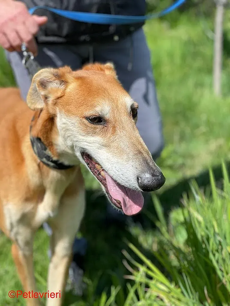 Sigurd chip8190 adozione levrieri galgo 03