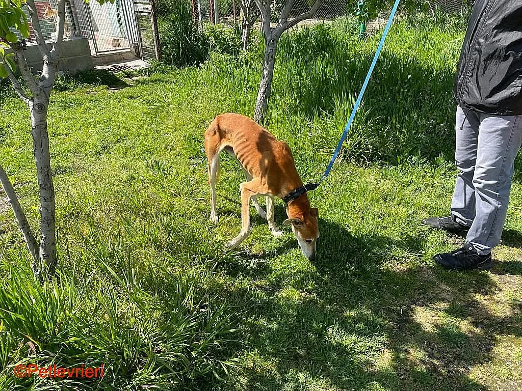 Sigurd chip8190 adozione levrieri galgo 04