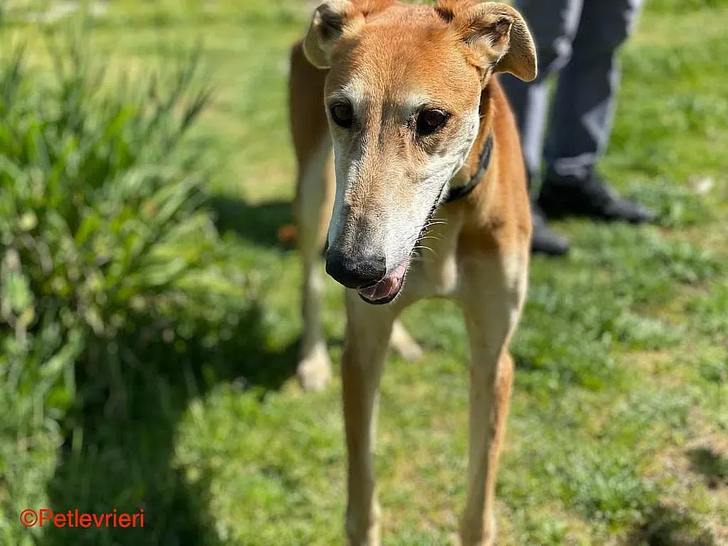 Sigurd chip8190 adozione levrieri galgo 05