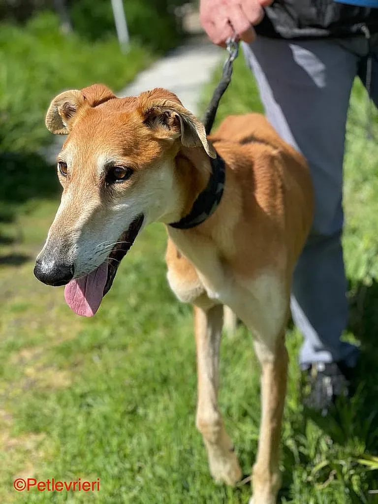 Sigurd chip8190 adozione levrieri galgo 06