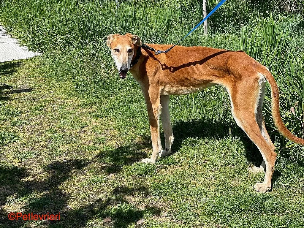 Sigurd chip8190 adozione levrieri galgo 07