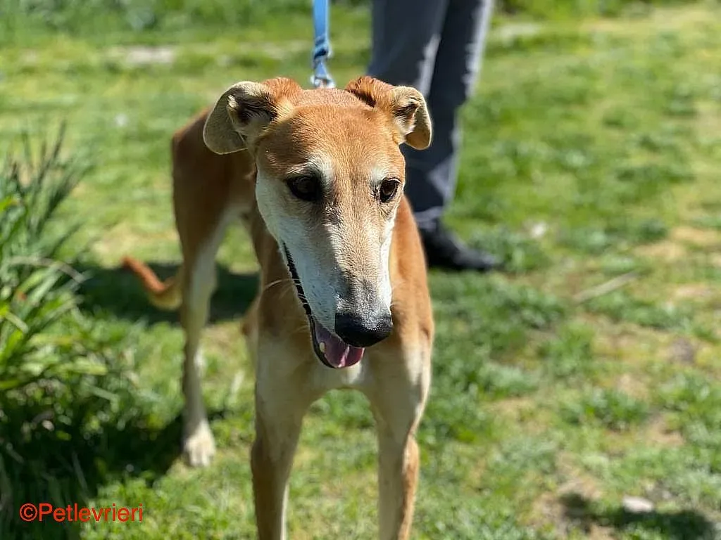 Sigurd chip8190 adozione levrieri galgo 08