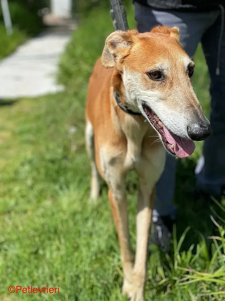 Sigurd chip8190 adozione levrieri galgo 09