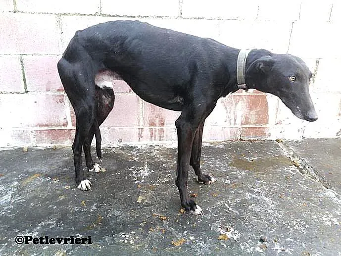 Silencio adozione levrieri galgo 01