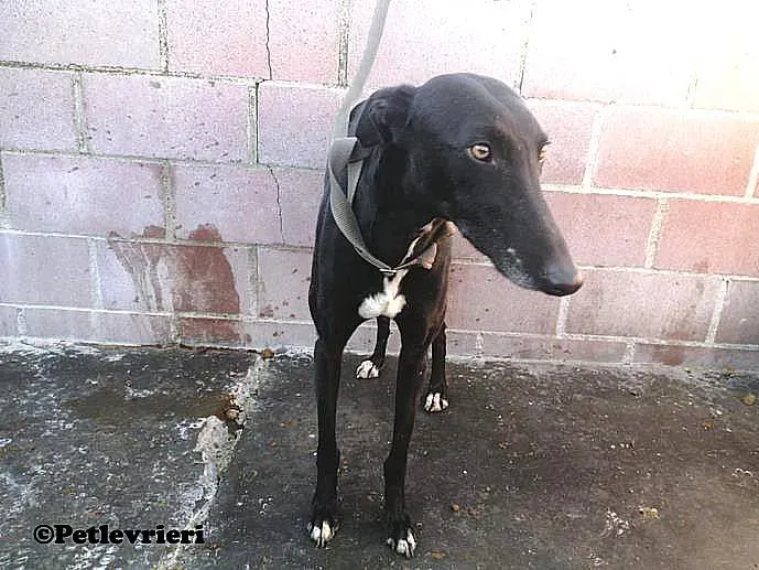 Silencio adozione levrieri galgo 02