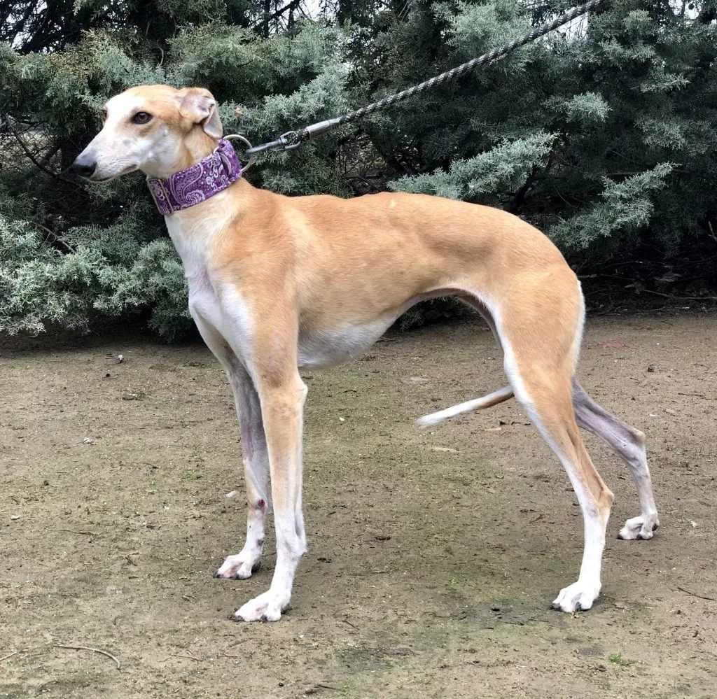 Silke adozione levrieri galgo.01