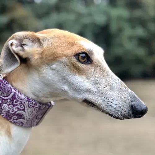 Silke adozione levrieri galgo.02