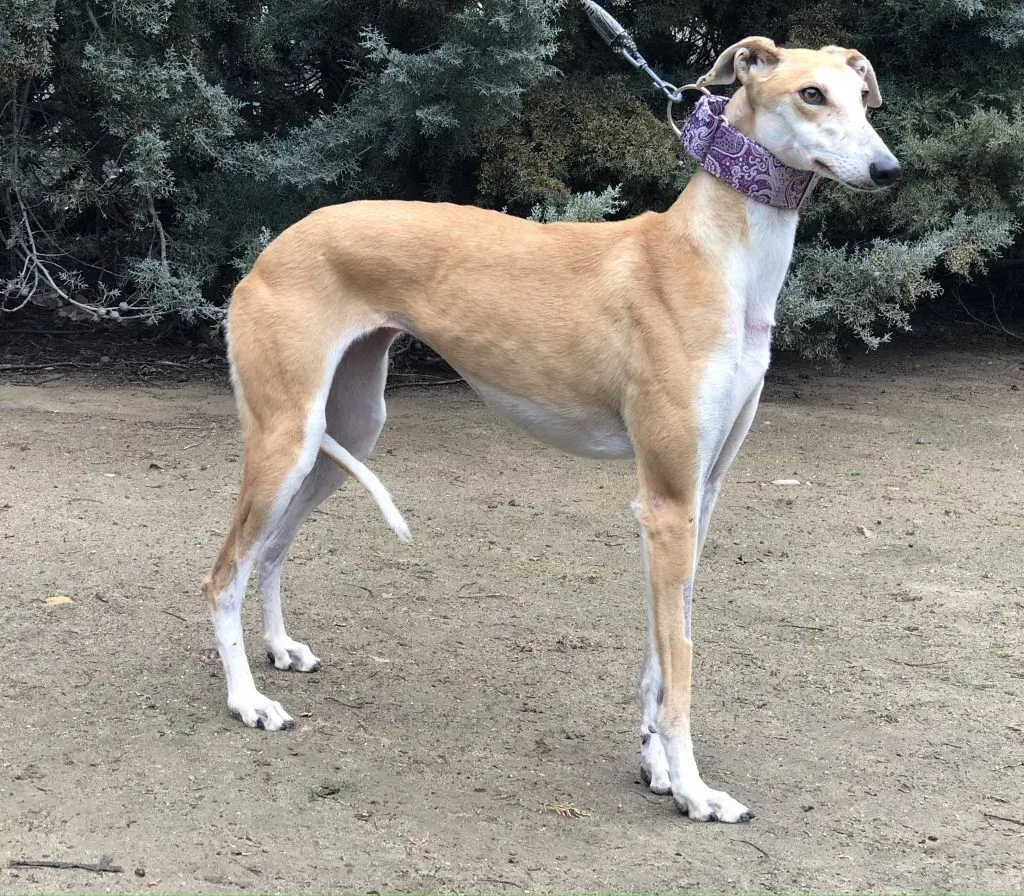 Silke adozione levrieri galgo.03