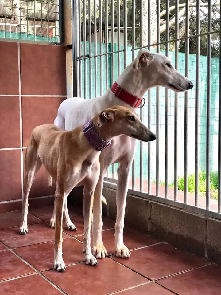 Silke adozione levrieri galgo.04