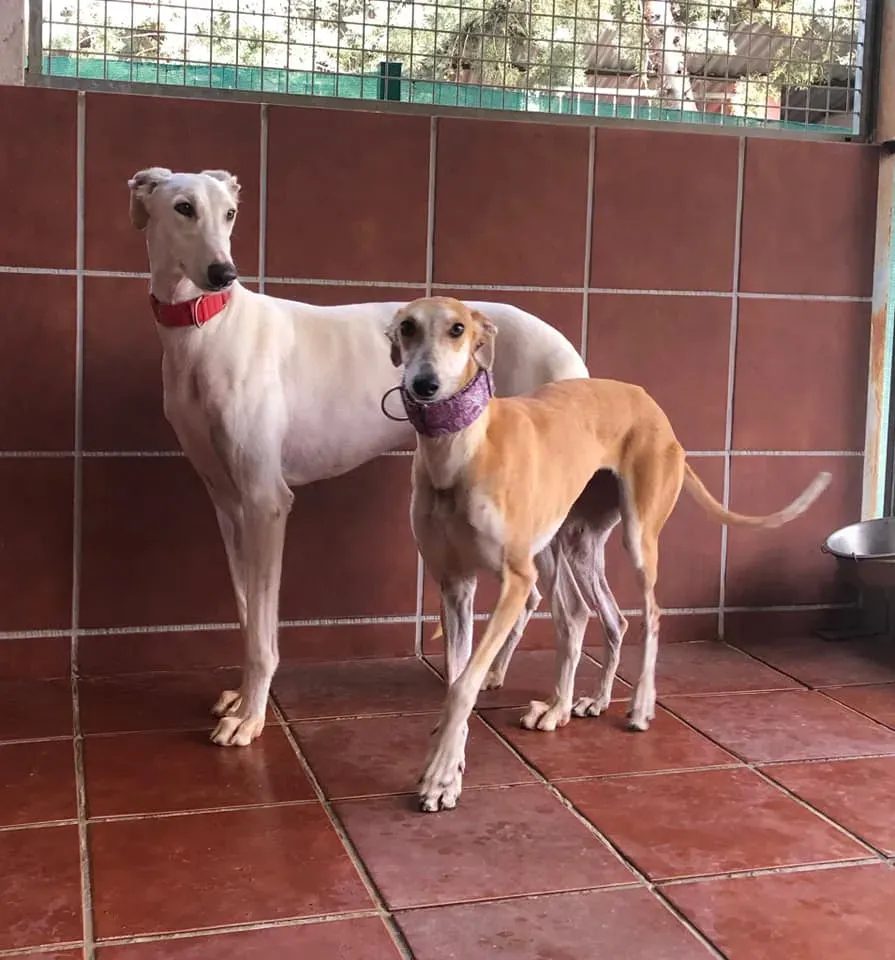 Silke adozione levrieri galgo.05