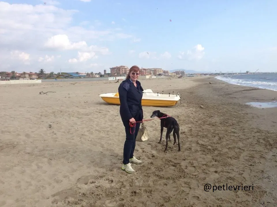 Silver Rory Greyhounds Adozione levrieri felici a casa a