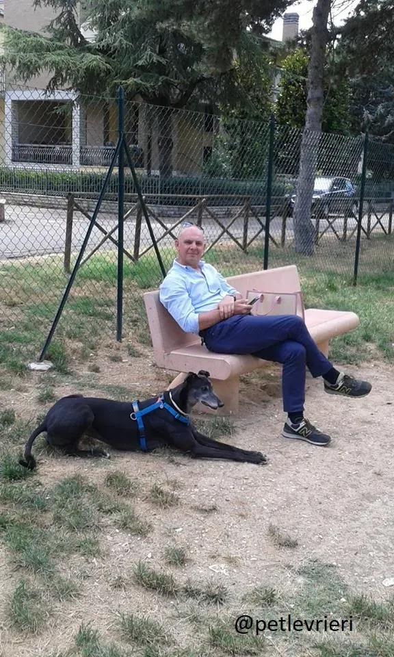 Silver Rory Greyhounds Adozione levrieri felici a casa b