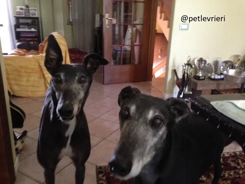 Silver Rory Greyhounds Adozione levrieri felici a casa c