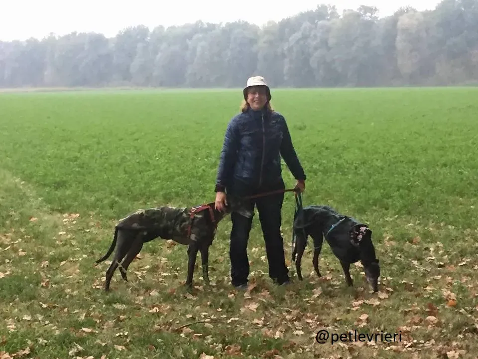 Silver Rory Greyhounds Adozione levrieri felici a casa d