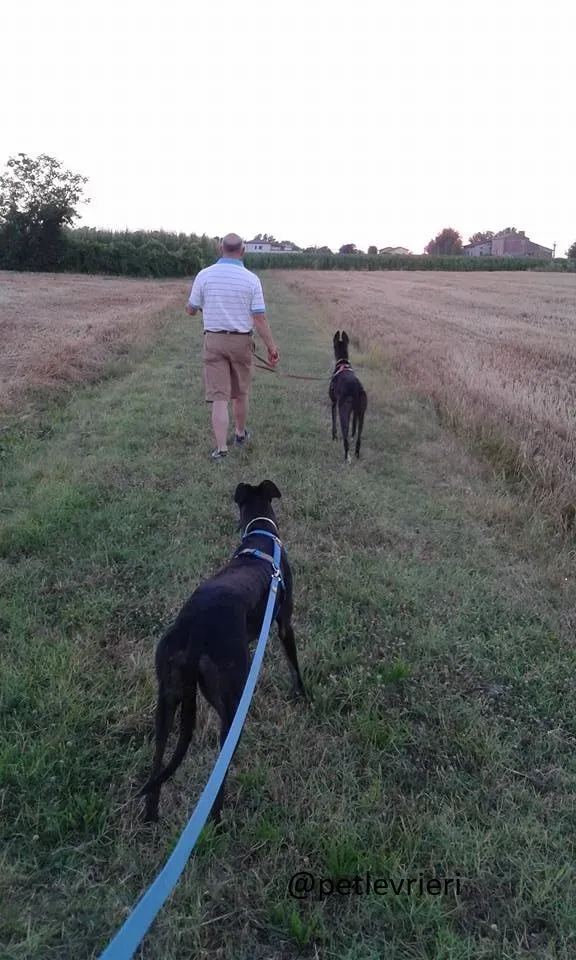 Silver Rory Greyhounds Adozione levrieri felici a casa e