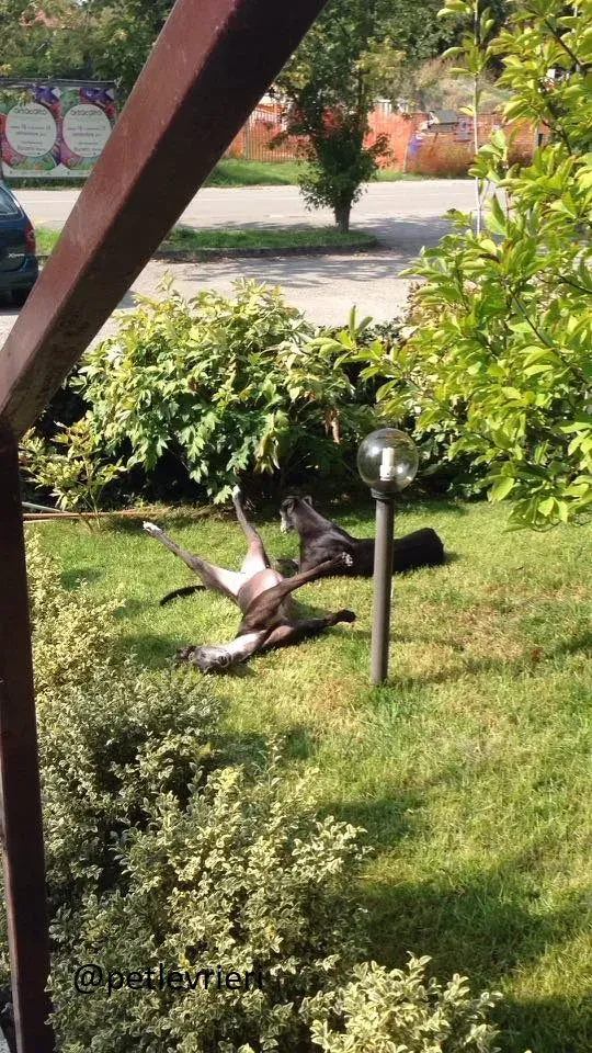 Silver Rory Greyhounds Adozione levrieri felici a casa f