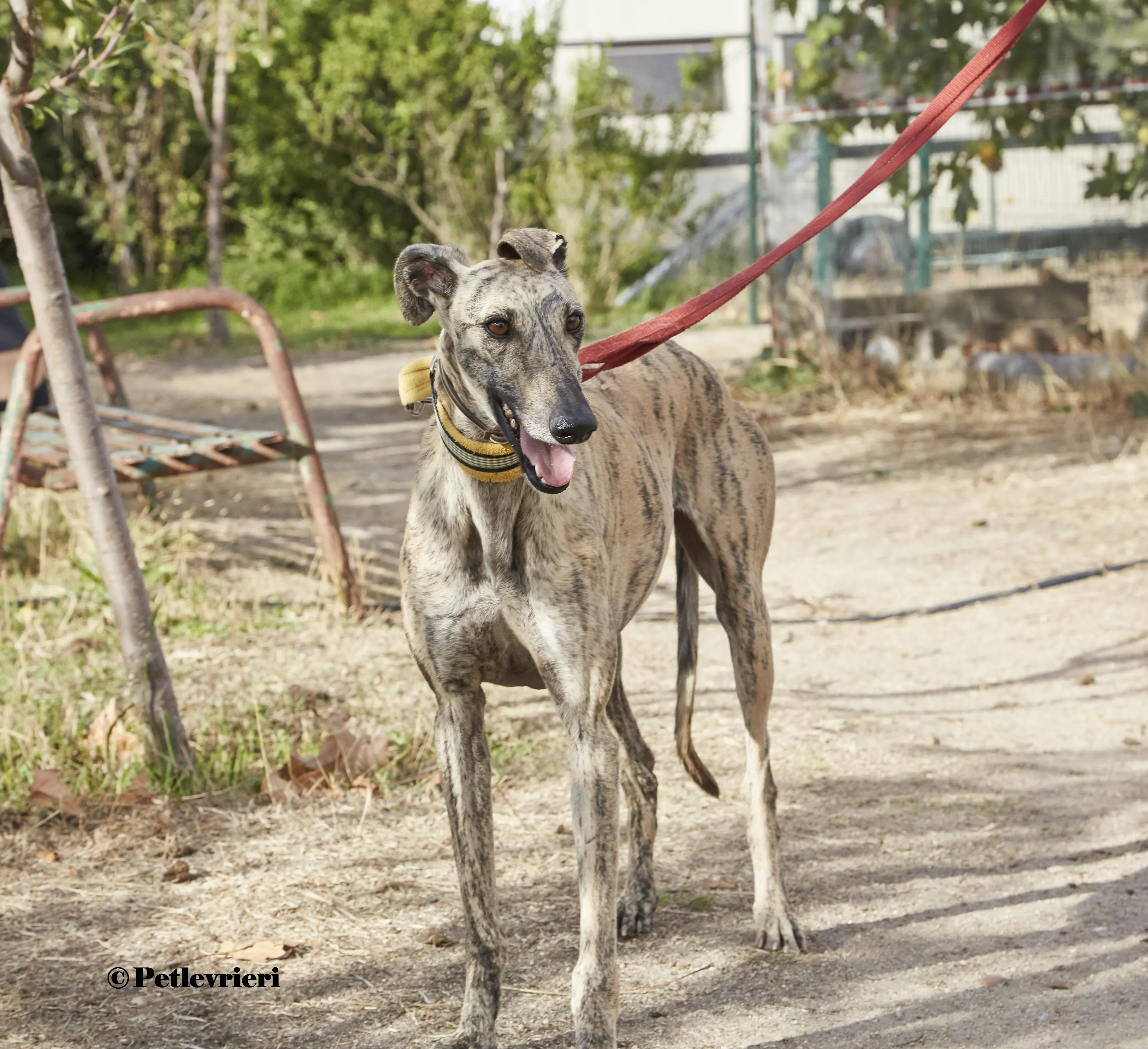 Silvina galgo adozione pet levrieri onlus 0