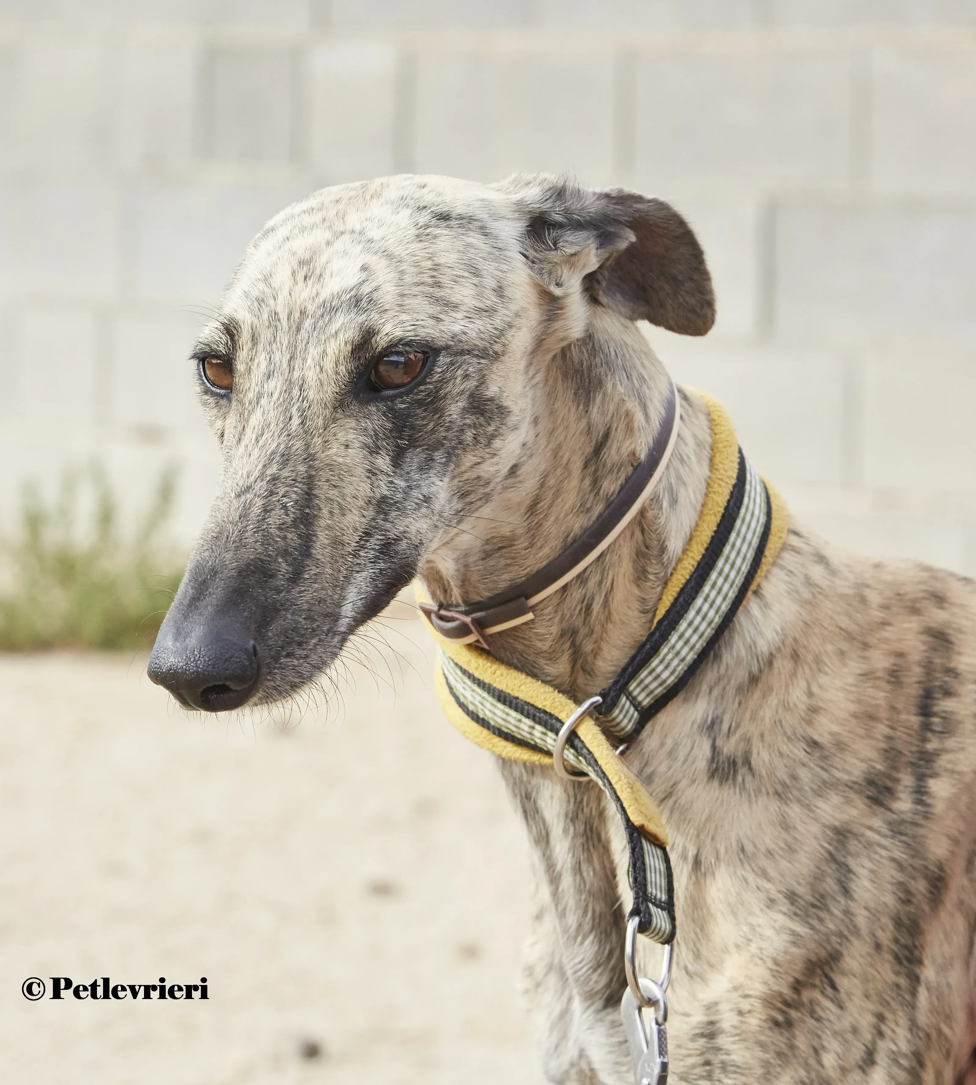 Silvina galgo adozione pet levrieri onlus 1