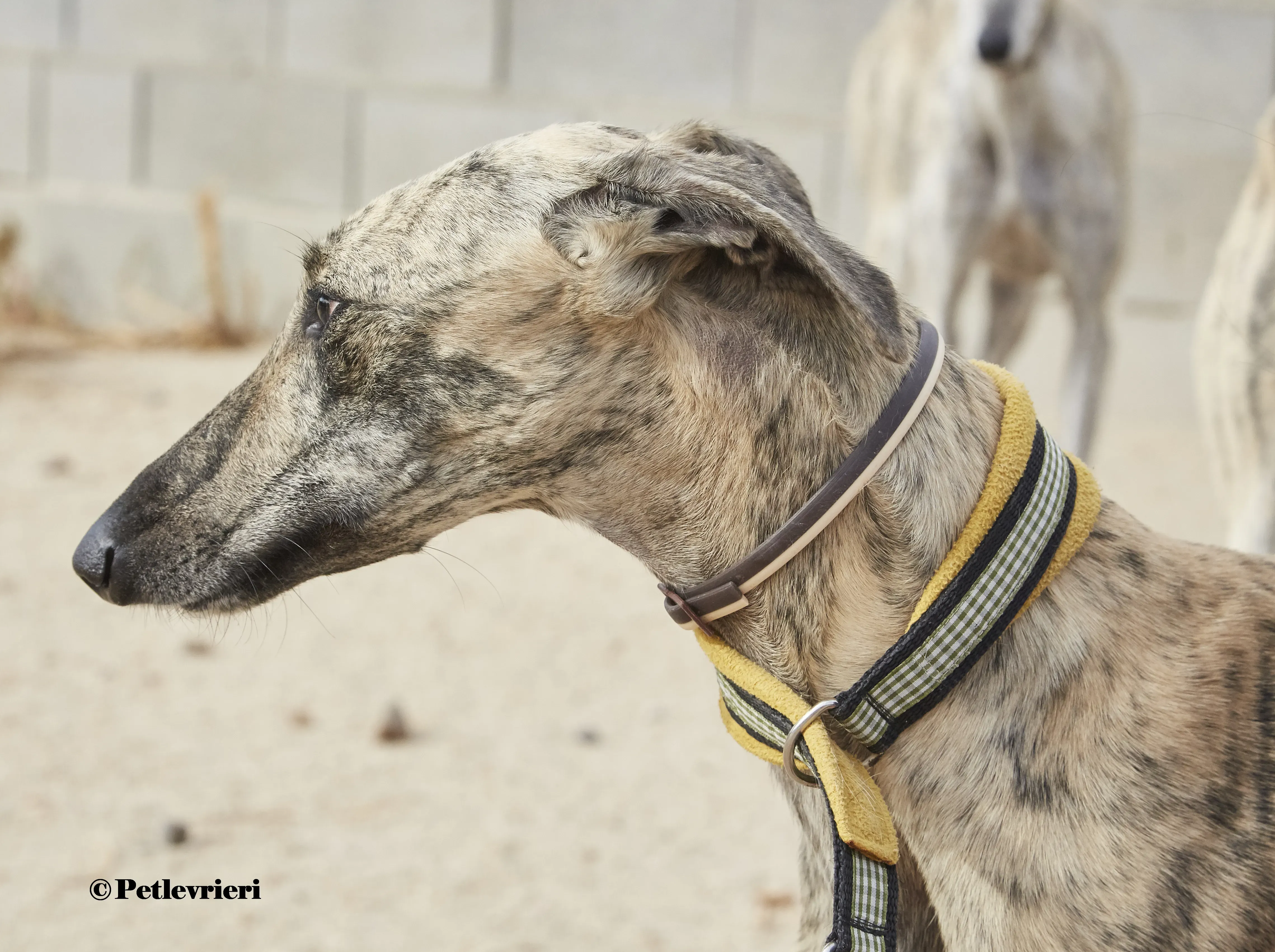 Silvina galgo adozione pet levrieri onlus 10